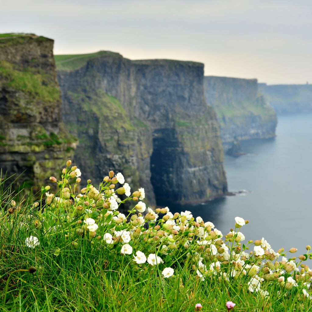 Cliffs of Moher Flowers